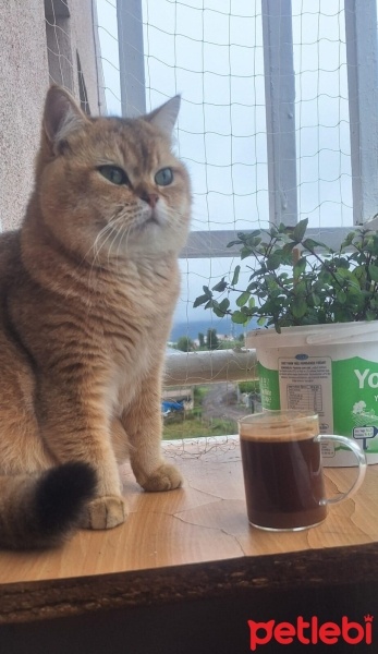 British Shorthair, Kedi  Tarçın fotoğrafı