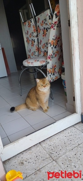 British Shorthair, Kedi  Tarçın fotoğrafı