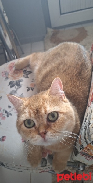 British Shorthair, Kedi  Tarçın fotoğrafı