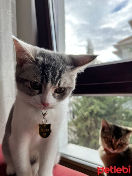 British Shorthair, Kedi  Mars fotoğrafı