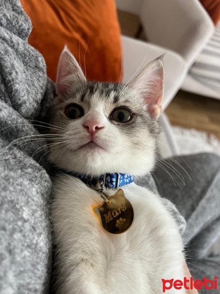 British Shorthair, Kedi  Mars fotoğrafı