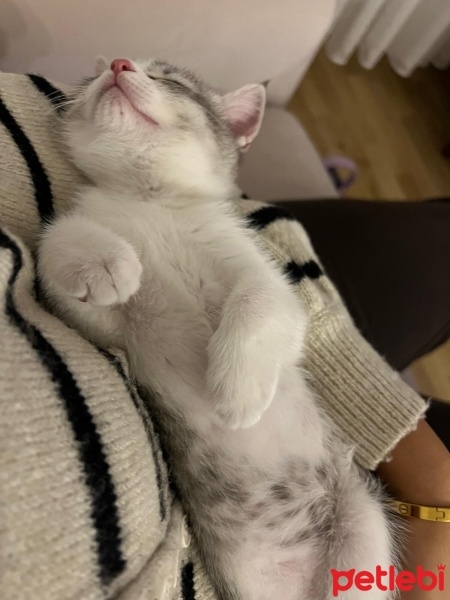 British Shorthair, Kedi  Mars fotoğrafı