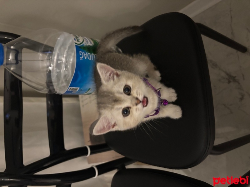 British Shorthair, Kedi  Betty fotoğrafı