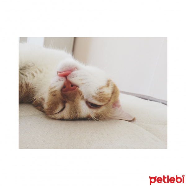 Tekir Kedi, Kedi  Mia fotoğrafı