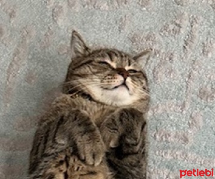 British Shorthair, Kedi  Leo fotoğrafı