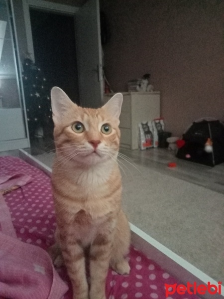 Sarman, Kedi  Tarçın fotoğrafı