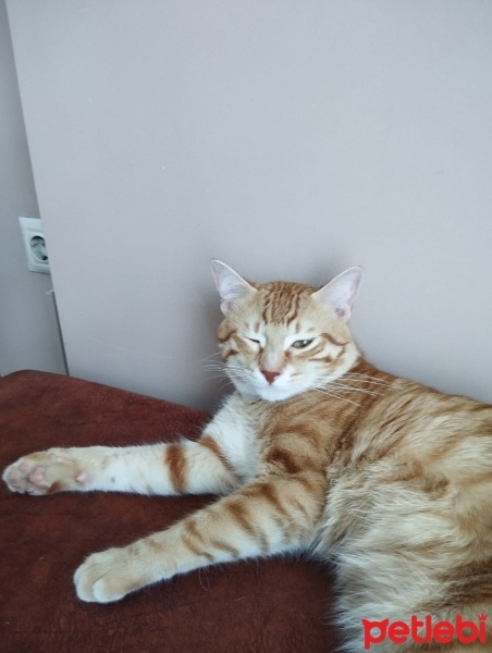 Sarman, Kedi  Tarçın fotoğrafı
