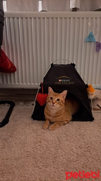 Sarman, Kedi  Tarçın fotoğrafı