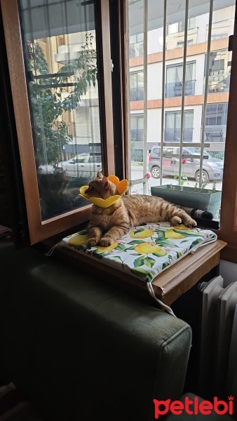 British Shorthair, Kedi  Miso fotoğrafı