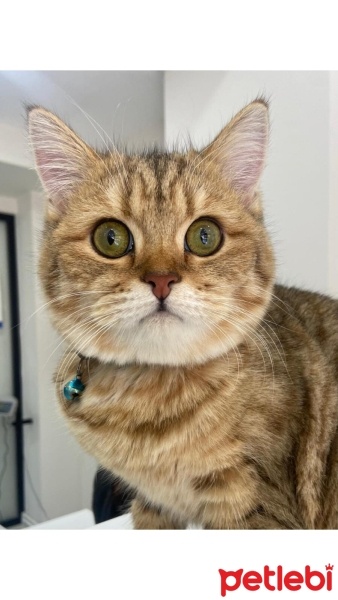 British Shorthair, Kedi  Miso fotoğrafı