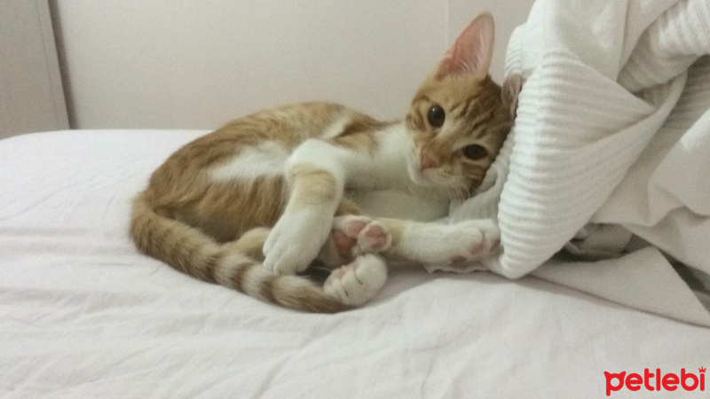 Tekir Kedi, Kedi  Venüs fotoğrafı