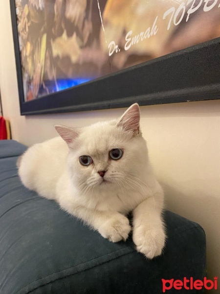 British Shorthair, Kedi  Pamuk fotoğrafı