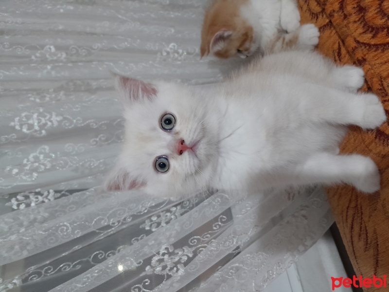 British Longhair, Kedi  Pamuk fotoğrafı