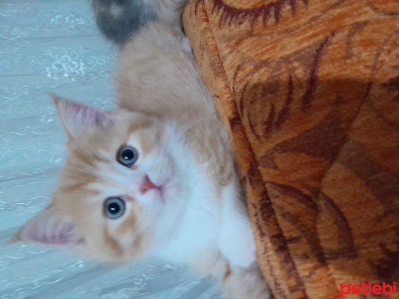 British Longhair, Kedi  Pamuk fotoğrafı