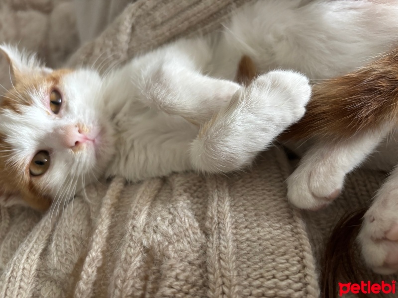 Sarman, Kedi  Matilda fotoğrafı