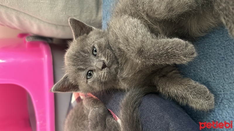 British Shorthair, Kedi  Chelsea fotoğrafı
