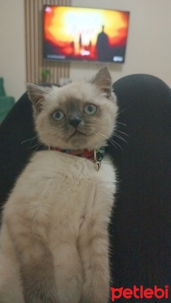 British Shorthair, Kedi  Asil fotoğrafı
