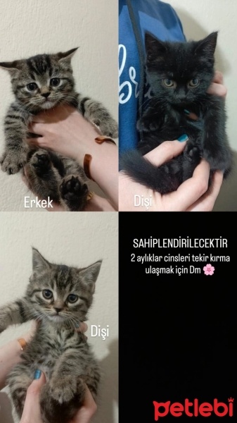 Tekir Kedi, Kedi  3 küçük kırma yavru fotoğrafı