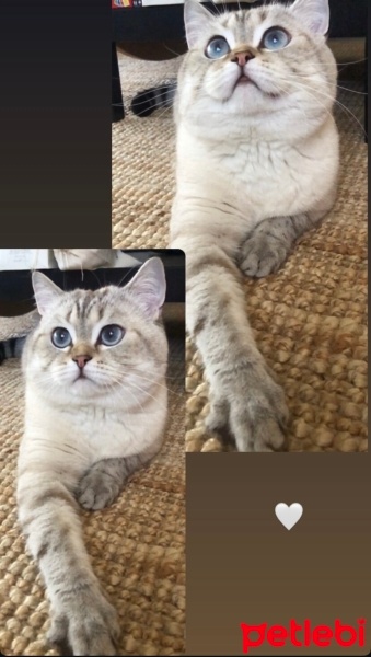 British Longhair, Kedi  fındık fotoğrafı