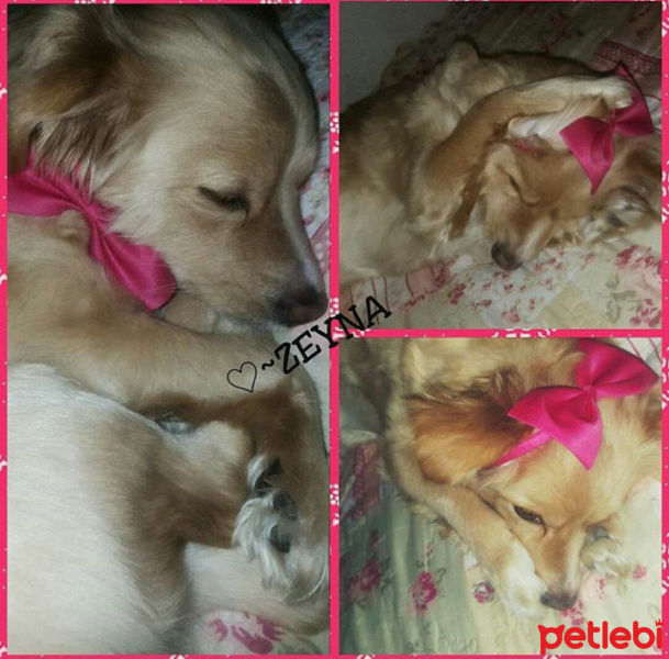 Maltese, Köpek  Zeyna fotoğrafı