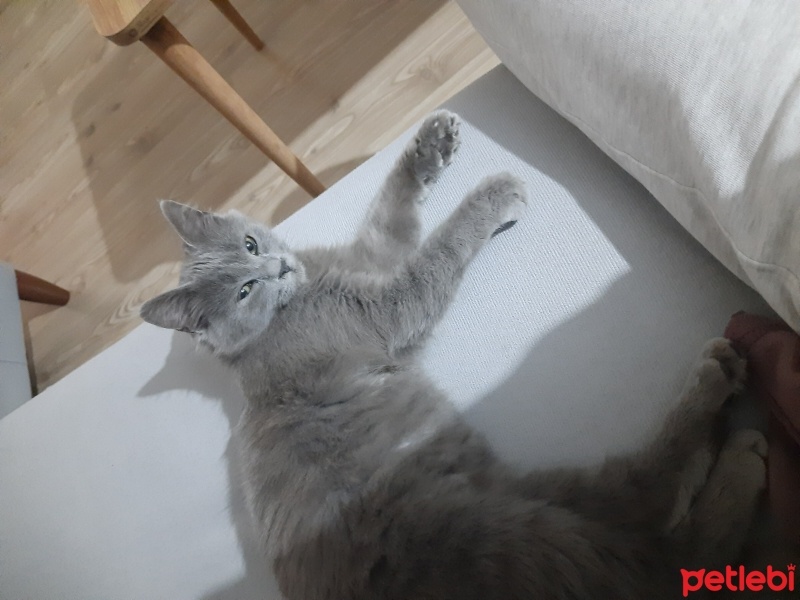Scottish Fold, Kedi  Duman fotoğrafı