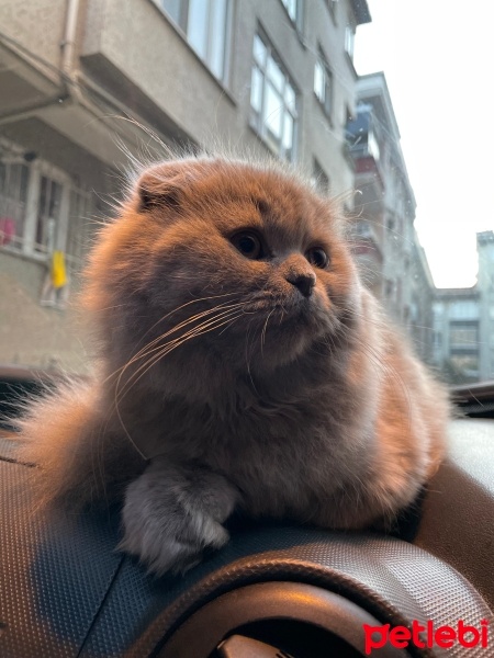 Scottish Fold, Kedi  Lili fotoğrafı