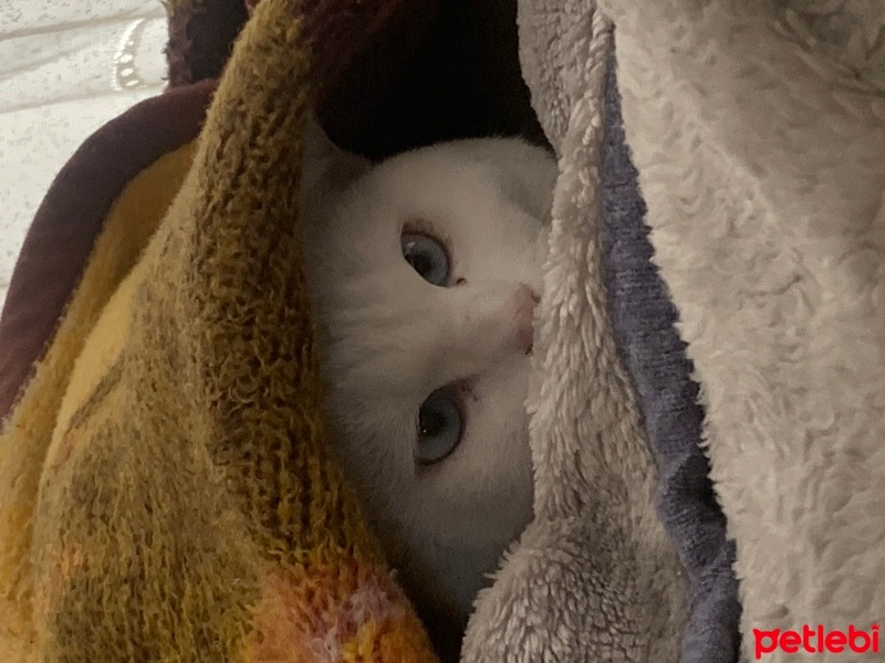 British Shorthair, Kedi  Zag fotoğrafı