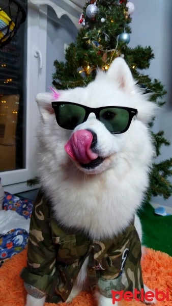 Samoyed, Köpek  Arya fotoğrafı