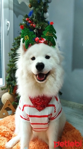 Samoyed, Köpek  Arya fotoğrafı