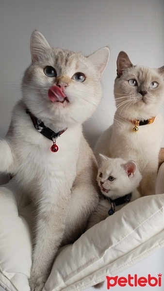 Samoyed, Köpek  Arya fotoğrafı