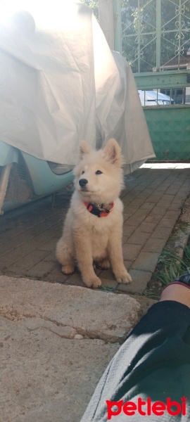 Samoyed, Köpek  Ayaz fotoğrafı