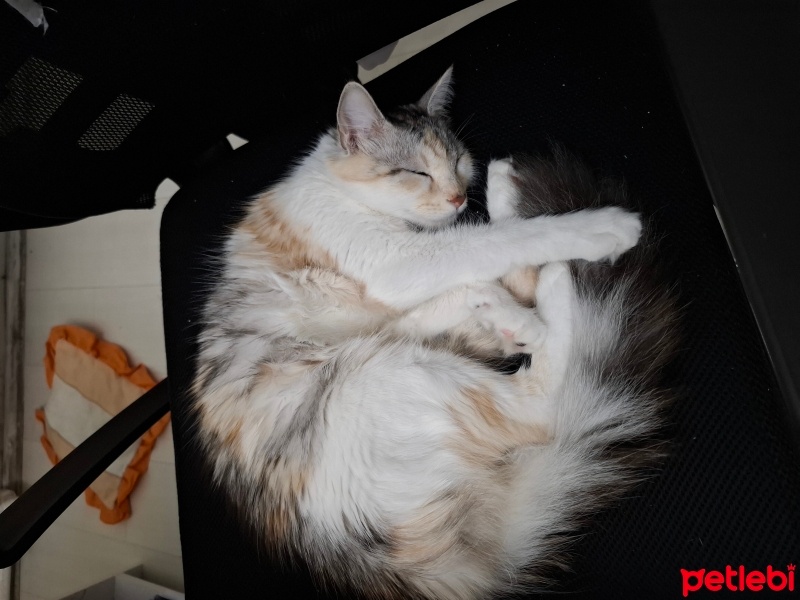 Norwegian Forest, Kedi  Maya fotoğrafı