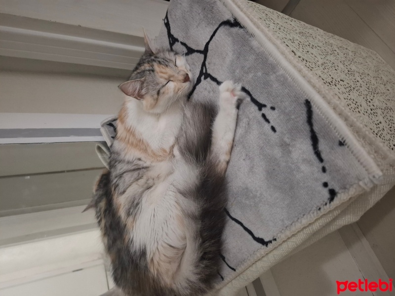 Norwegian Forest, Kedi  Maya fotoğrafı