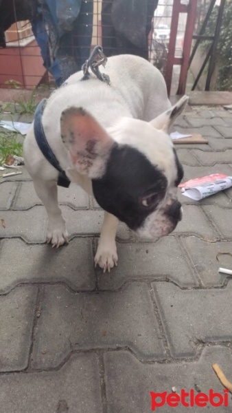 Fransız Bulldog, Köpek  soğuk ve pis yerde -3 de kalıyor yuva arıyorum fotoğrafı