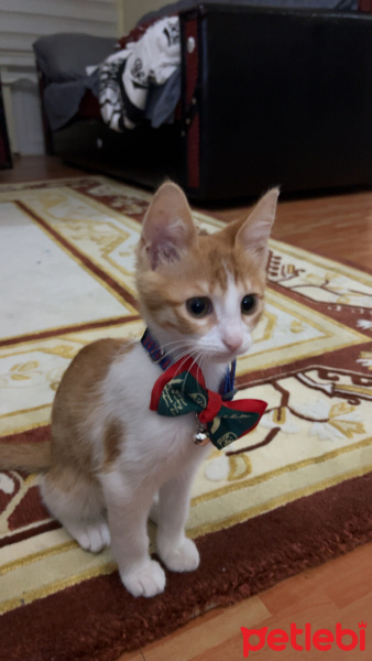 Sarman, Kedi  Moti fotoğrafı