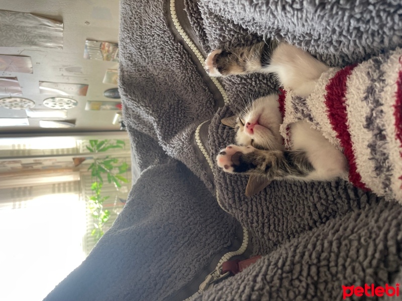 Tekir Kedi, Kedi  Balım fotoğrafı
