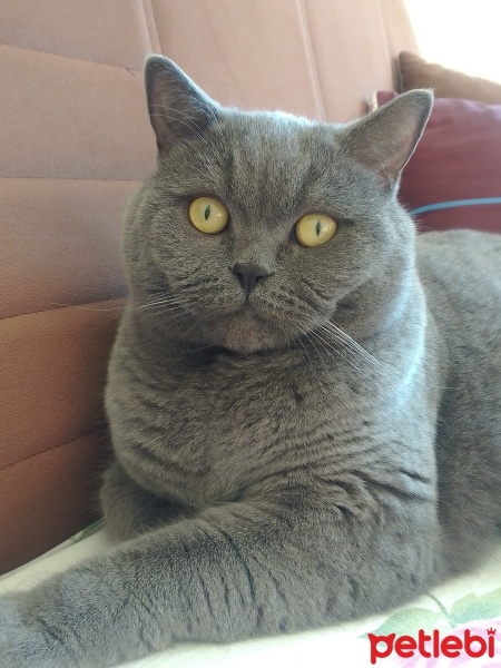 British Shorthair, Kedi  Bro fotoğrafı