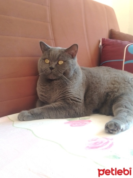 British Shorthair, Kedi  Bro fotoğrafı
