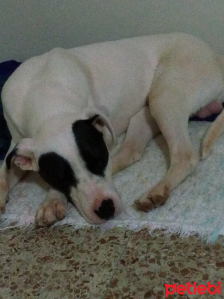Dogo Arjantin, Köpek  Bulut fotoğrafı