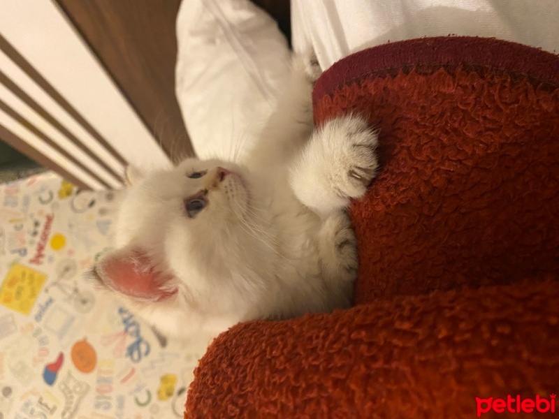 British Shorthair, Kedi  Pamuk fotoğrafı