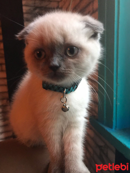Scottish Fold, Kedi  Sezar fotoğrafı
