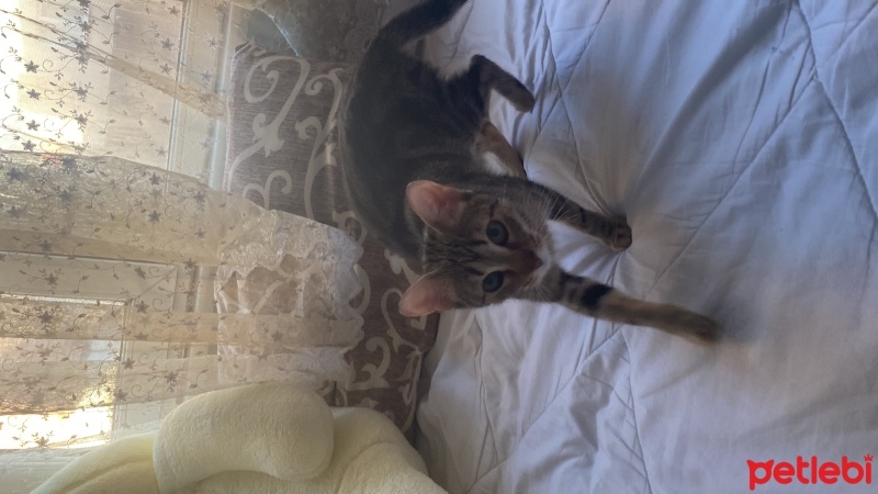 Tekir Kedi, Kedi  Dolunay fotoğrafı