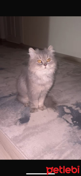 British Longhair, Kedi  Venüs fotoğrafı