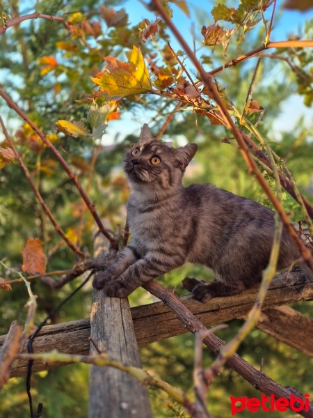 British Shorthair, Kedi  Gofi fotoğrafı