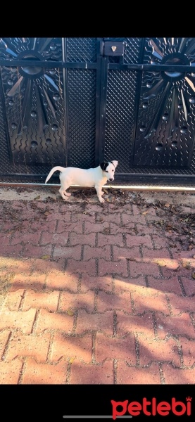 Jack Russell Terrier, Köpek  CEK fotoğrafı