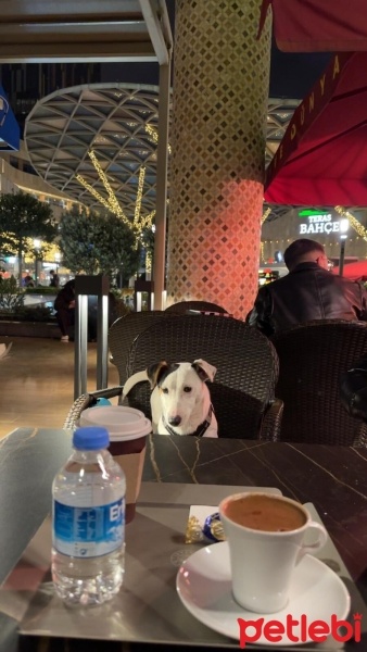 Jack Russell Terrier, Köpek  CEK fotoğrafı