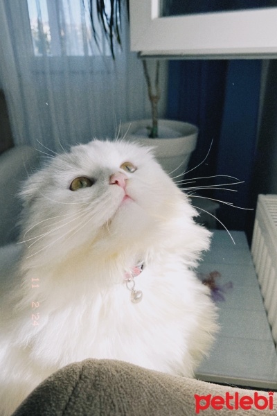 Scottish Fold, Kedi  Yumoş fotoğrafı