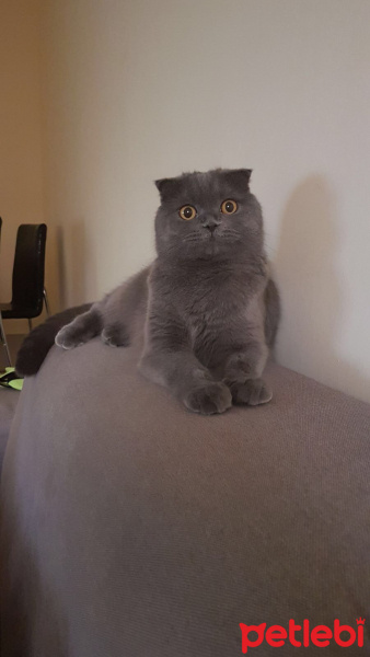 Scottish Fold, Kedi  Duman fotoğrafı
