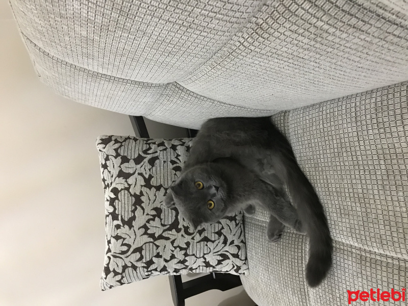 Scottish Fold, Kedi  Duman fotoğrafı