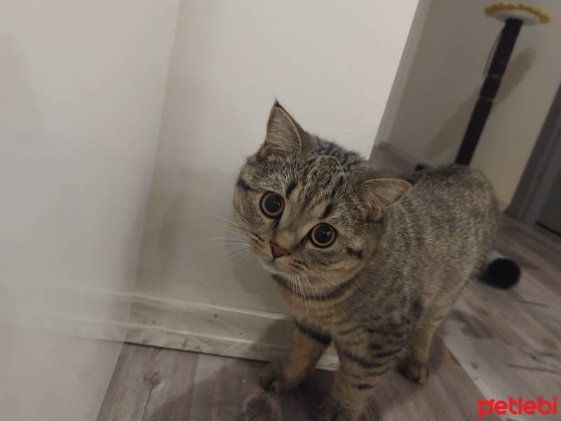 British Shorthair, Kedi  Çitos fotoğrafı